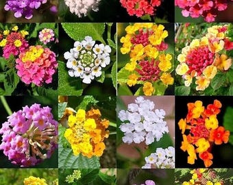 20 semillas mixtas de lantana, semillas orgánicas frescas.