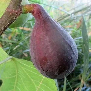 Ficus carica Långfikon från Portugal 20 färska frön
