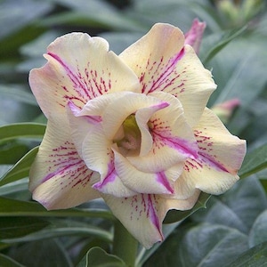 5 frön av ADENIUM OBESUM "Yellow Fragrance" Desert Rose" färska frön