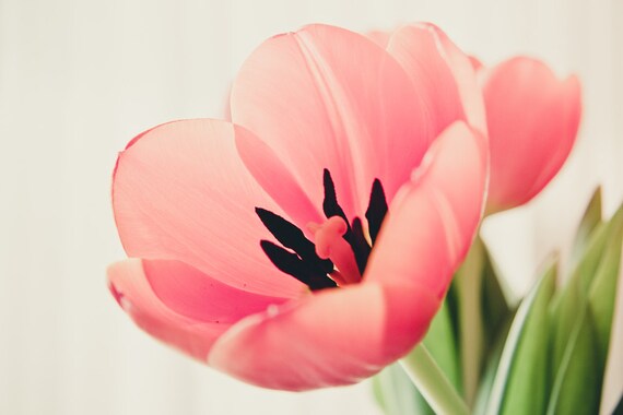 Items similar to Lonely tulip flowers photography, pastel pink ...