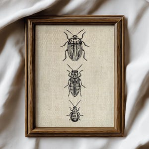 May include: A framed print featuring three detailed black and white illustrations of beetles. The insects are depicted in a vintage style, set against a neutral canvas background. The frame is a warm brown color.