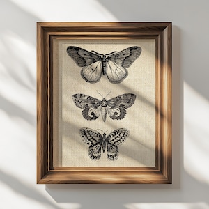Impressão de borboleta vintage, arte de parede de mariposa, impressão de entomologia antiga, impressão de inseto botânico, arte de parede de academia escura, impressão estética vintage