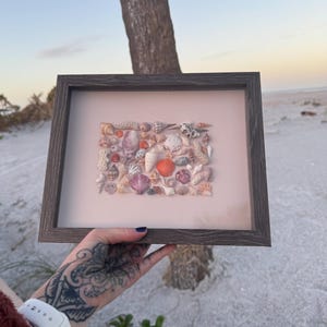 Op de afbeelding: Een ingelijste verzameling van diverse schelpen in tinten wit, roze, oranje en bruin. De schelpen zijn gerangschikt op een lichtroze achtergrond binnen een donkerbruine houten lijst. De foto is buiten genomen.