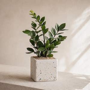 Hand-Poured Terrazzo Concrete Planter | Modern Minimalist Succulent Pot