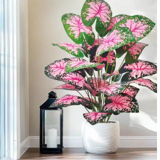 Monstera pink princess - Etsy.de
