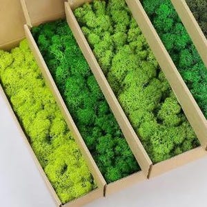 May include: Boxes filled with vibrant green moss in varying shades. The moss is arranged in rectangular cardboard containers, showcasing a range of textures and hues from light to deep green. The image highlights the natural variations within the moss.