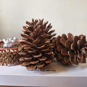 Może przedstawiać: Trzy brązowe szyszki na białym tle z nadrukiem "Galaxy Tab A9+ 5G".