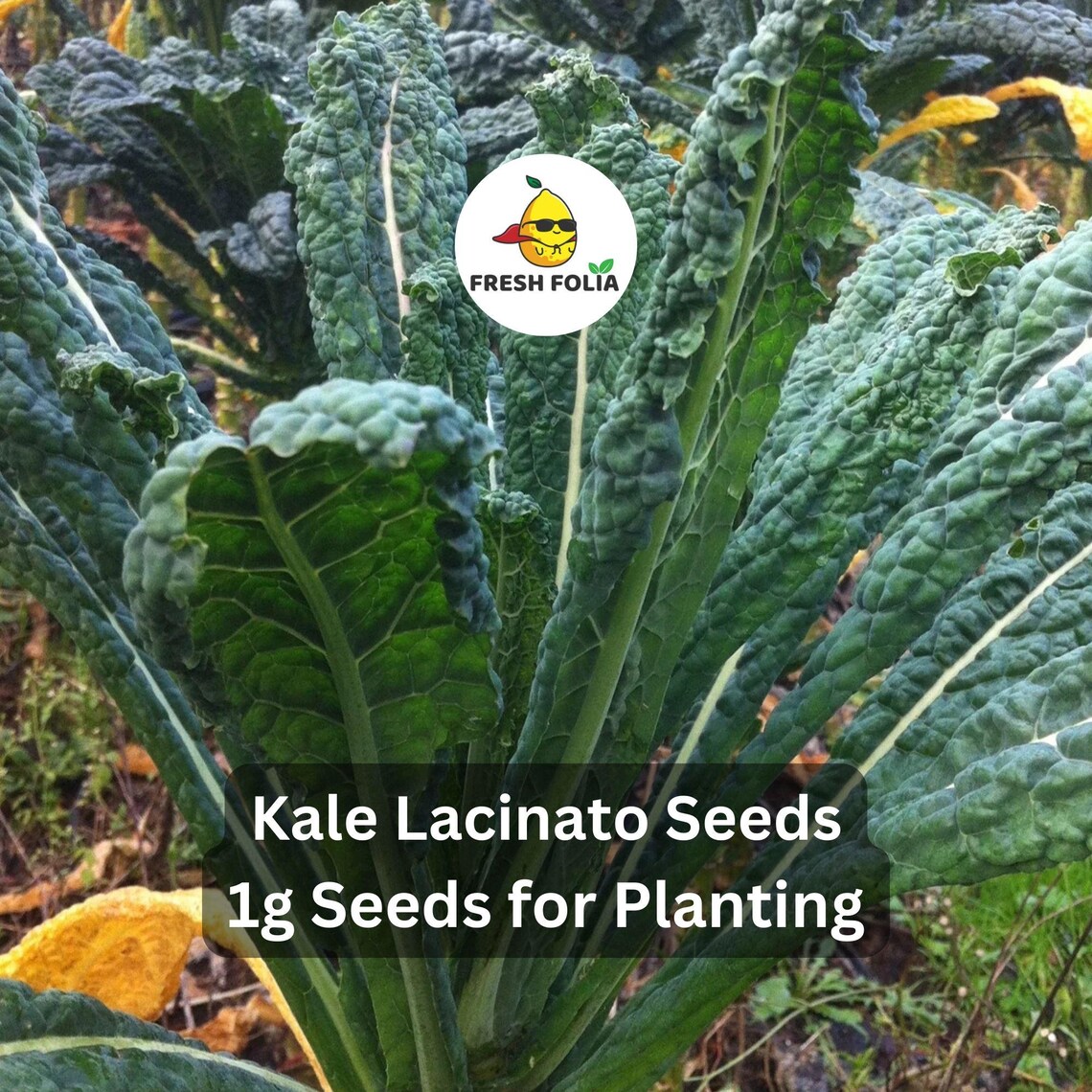 500 Lacinato Kale Seeds - Non-GMO Heirloom Dwarf Blue Kale For Fall, Spring & Winter Gardening