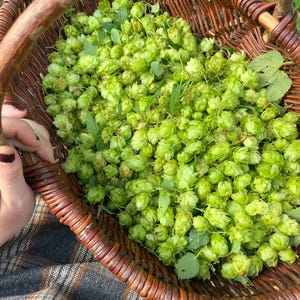 Natural Dried Hops Flowers Herbs Organic Humulus Lupulus Herbal Tea Blend Beer Brewing Supply Natural Botanical Nighttime Unwind Relaxing