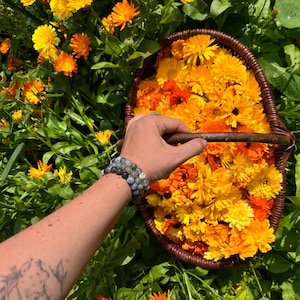 Getrocknete Ringelblumen Selbst angebaute Blumenkräutertee Natürlicher Wellness Beruhigender Kräuterpflanzenaufguss Botanische Versorgung Hautpflege Kräutergeschenk