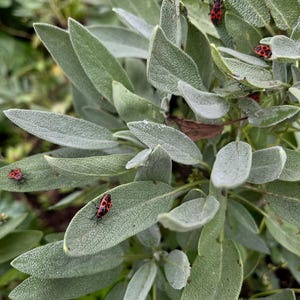 Inlands gedroogd salieblad Salvia Officinalis Culinair kruid voor thee en kruiden Natuurlijke rituele reiniging Ambachtelijke levering Cadeau voor buitenkoken