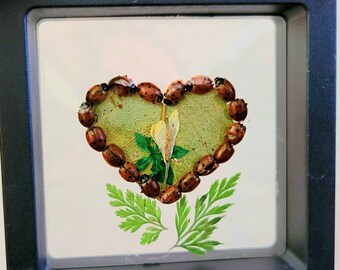 Real Ladybug Heart Specimen Decor, Nature in Floating Frame, framed insect taxidermy, dried flowers, oddities and curiosities, lovebugs gift