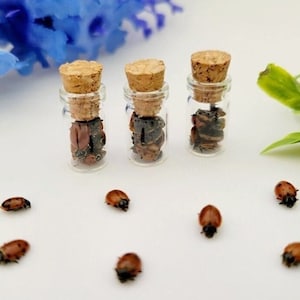 May include: Three small glass bottles with cork stoppers, each containing insects. Several ladybugs are scattered around the bottles. The ladybugs are red with black spots. The background includes blue flowers and green leaves.