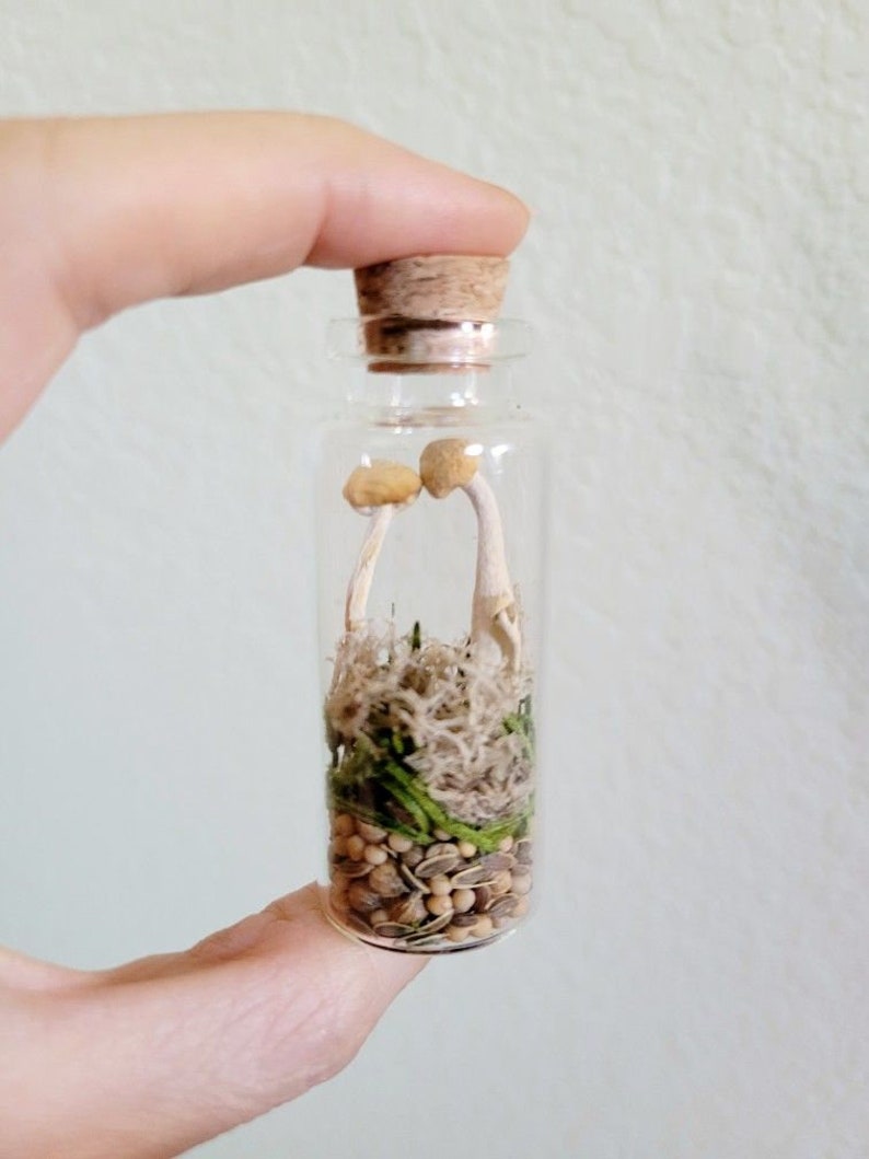 Real Mini Mushroom Curio Jars, Dried Mushroom Decor, preserved fungi gift, rustic fairy garden botanicals, goblincore cottagecore gift image 6