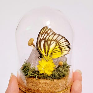 Real Butterfly Mushroom Crystal Decor in Glass Dome, yellow butterfly terrarium display, oddity and curiosity, garden fairy cottagecore gift