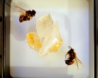 Real honeybees specimen decor, bee terrarium, gold citrine crystal, insect taxidermy display, cottage bee art, oddity and curiosity gift