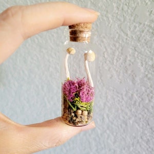 Real Mini Mushroom Curio Jars, Dried Mushroom Decor, preserved fungi gift, rustic fairy garden botanicals, goblincore cottagecore gift image 8