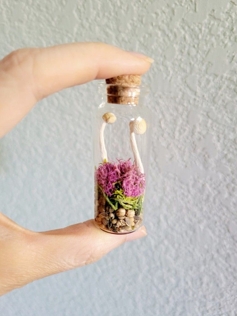 Real Mini Mushroom Curio Jars, Dried Mushroom Decor, preserved fungi gift, rustic fairy garden botanicals, goblincore cottagecore gift image 8