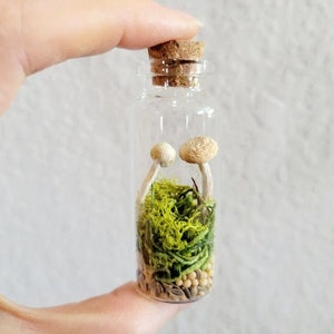 Real Mini Mushroom Curio Jars, Dried Mushroom Decor, preserved fungi gift, rustic fairy garden botanicals, goblincore cottagecore gift image 7