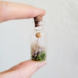 Real Mini Mushroom Curio Jars, Dried Mushroom Decor, preserved fungi gift, rustic fairy garden botanicals, goblincore cottagecore gift image 5