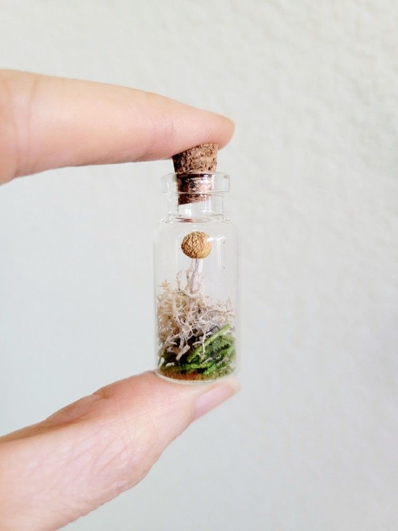 Real Mini Mushroom Curio Jars, Dried Mushroom Decor, preserved fungi gift, rustic fairy garden botanicals, goblincore cottagecore gift image 5