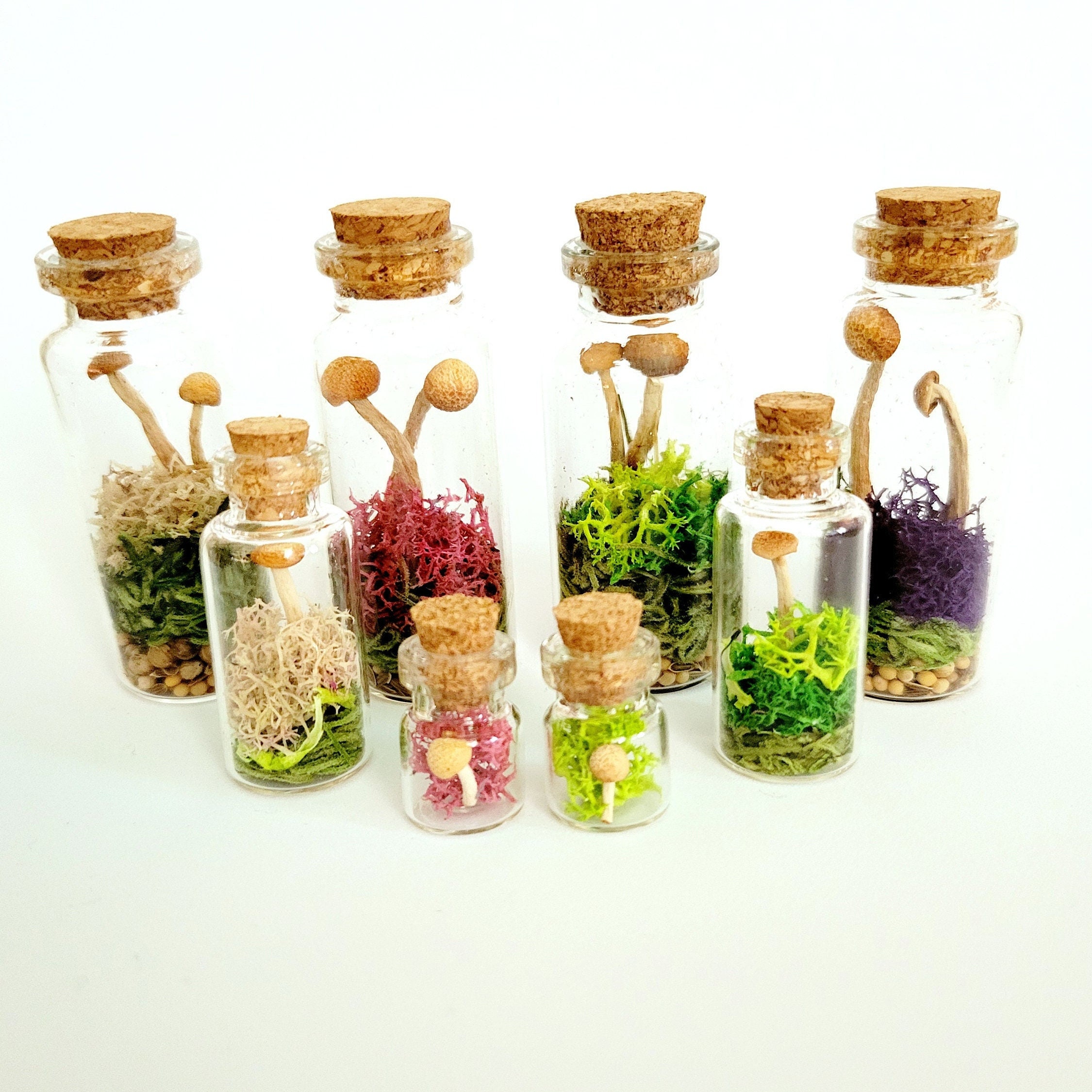 Real Mini Mushroom Curio Jars, Dried Mushroom Decor, preserved fungi gift, rustic fairy garden botanicals, goblincore cottagecore gift
