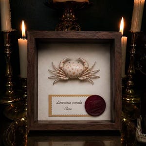 May include: A framed specimen of a Liocarcinus vernalis crab from China, mounted on a white background inside a dark wood shadow box. A rectangular label with scalloped edges displays the text Liocarcinus vernalis China next to a red wax seal.
