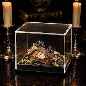 Op de afbeelding: Een doorzichtige acryl displaykubus met daarin een stuk getextureerde bruine boomschors met twee zwarte spinnenfiguren erop, omringd door kleine plukjes groen mos, alles geplaatst op een stevige zwarte basis in de behuizing.
