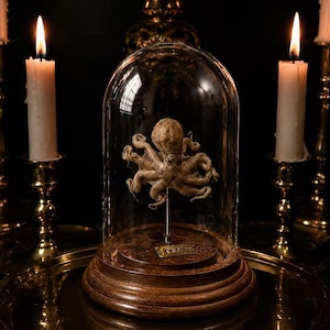 Oktopus-Präparat in Glaskuppel, montiertes Meerestier, Kuriosität für die Vitrine, viktorianisch-gotische Tierpräparation, individuell graviertes Geschenk