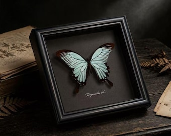 Customizable Blue Wave Morpho Butterfly Frame | Large Specimen Art | Unique Gift for Her | Nature Home Décor Accent