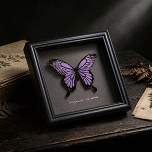 May include: A framed display featuring a purple butterfly with black wing veins centered on a dark gray background. The black square frame includes the handwritten white text "Doxocopa Herlanius" beneath the butterfly specimen.
