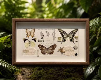Cornice personalizzata con farfalla, insetto conservato, decorazione botanica da parete, oggetto da esposizione entomologica, decorazione per gabinetto delle curiosità, regalo per amanti della natura.