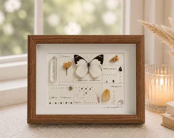 Cornice con vera farfalla bianca, insetto conservato, arte murale minimalista ispirata alla natura, esposizione entomologica, regalo botanico per lei