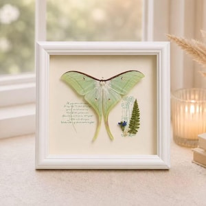 May include: A square white frame containing a preserved pale green Luna moth with long tails. To the left of the moth is cursive black text, and to the right is a small arrangement of a dried green fern leaf and tiny blue and white flowers.