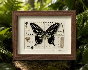 Farfalla Papilio cresphontes incorniciata e personalizzata, esemplare artistico di farfalla, esposizione di insetti, decorazione di storia naturale, regalo per lei