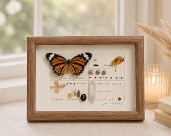 Cornice personalizzabile per esemplari di farfalla monarca / Vetrina botanica / Espositore entomologico / Regalo per collezionisti di curiosità di storia naturale