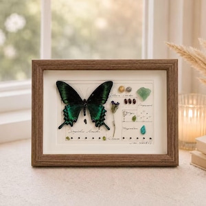 May include: A rectangular wooden frame containing a preserved dark green butterfly specimen, a dried purple flower stem, and various small polished gemstones arranged on a white background with handwritten cursive text and black ink dots.