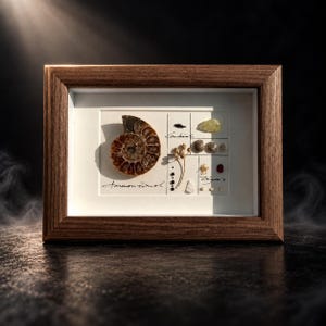 May include: A rectangular wooden frame containing a white mat with a grid layout. It displays a large brown ammonite fossil, a dried plant stem, and various small stones and beads. Handwritten text reads Ammonitoid, Corsica, and Taylor's.
