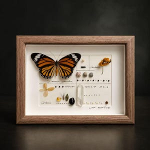 May include: A framed display featuring a large orange and black monarch butterfly specimen, a dried yellow flower, small seashells, dark beads, and a clear quartz crystal point arranged on a white background with handwritten labels and grid lines.