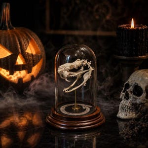 Peut inclure: Un crâne de serpent blanc monté sur une fine tige métallique dorée sous une cloche en verre transparent. La cloche repose sur une base circulaire en bois brun foncé avec une plateforme intérieure noire. Un squelette de serpent enroulé est posé.