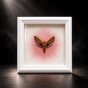 Può includere: Un esemplare incorniciato di falena con ali marroni e rosa, centrato su uno sfondo bianco con un motivo circolare rosa radiante e sottili linee argentate, il tutto racchiuso in una cornice quadrata in legno bianco.