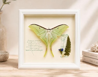 Ethereal Luna Moth Wall Art • Real Actias luna Specimen in Shadow Box • Unique Nature Gift for Her & Collector Grade