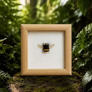Real Bumblebee King Specimen in Wooden Frame | Ethical A1 Grade Insect Art | 4x4 Inch Natural Decor Gift