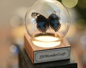 Espositore per tassidermia di farfalla Junonia Orithya, viola del pensiero blu in cupola di vetro, decorazione per vetrina, regalo entomologico, pezzo d'arte naturalistica unico