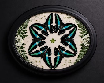 Papilio lorquinianus Butterfly Mandala | Real Butterfly Pressed Flower Art in Black Oval Frame | Nature Wall Decor