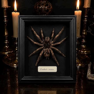 May include: A preserved brown spider specimen mounted inside a rectangular black shadow box frame. The spider is centred on a black background with a white rectangular label below it featuring the handwritten text Lasiodora striatus.