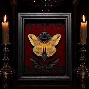 May include: A framed display featuring a large yellow and brown moth specimen centred on a deep red velvet background. The moth is mounted within a small black ornate frame, which is set inside a larger black rectangular frame with black lace trim.