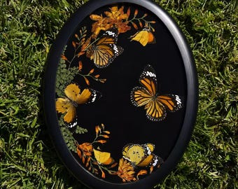 Kunst mit gepressten Schmetterlingen und Blüten | Echte Monarch-, Danaus- und Eurema-Exemplare im schwarzen Ovalrahmen | Botanische Schattenbox-Wanddekoration