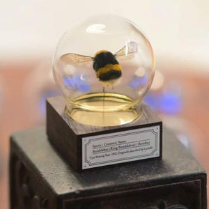 Cúpula de cristal para exhibir un abejorro, ejemplar de abeja real, regalo curioso para aficionados a los insectos, decoración de entomología, regalo único, base de madera, regalo para amantes de la naturaleza.
