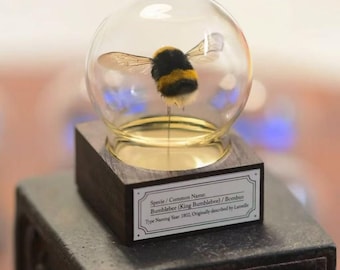 Bumblebee Glass Dome Display, Real Bee Specimen, Insect Curiosity Gift, Entomology Decor, Unique Gift, Wooden Base, Nature Lover Gift
